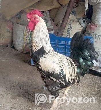 দেশি বিনি মুরগ