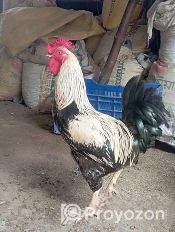 দেশি বিনি মুরগ