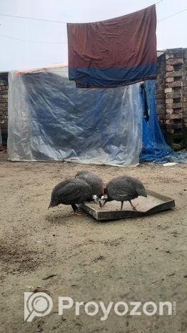 তিতির মুরগি বিক্রয় করা হইবে।