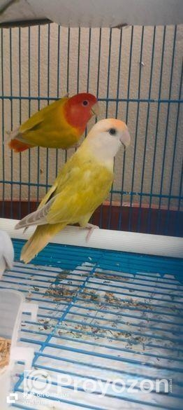 রানিং লাভ বার্ড