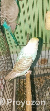 বাজরিগার পাখি