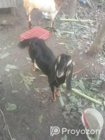 ছাগল মেয়ে