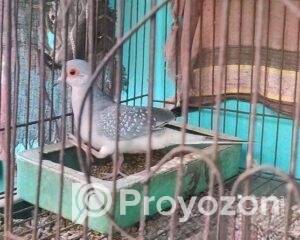 fitted-49_2025-10-25_10-50-17