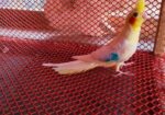 Lutino Cockatiel Self Feed Baby