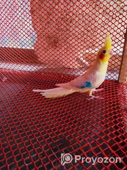 Lutino Cockatiel Self Feed Baby