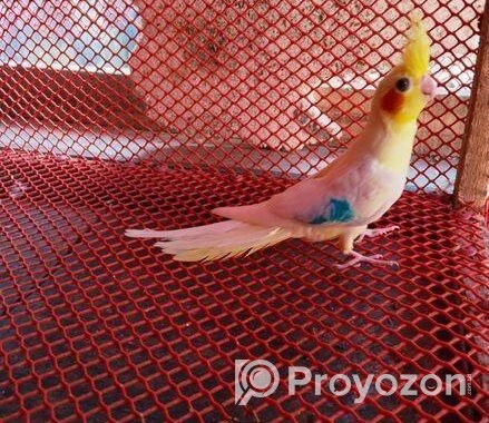 Lutino Cockatiel Self Feed Baby