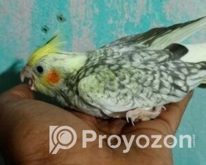 fitted-49_2025-10-26_19-43-13