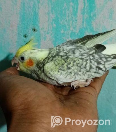 কোকাটেল