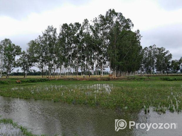 ইউক্যালিপটাস গাছ