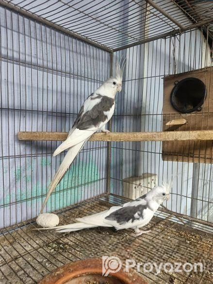 এলভিনো পাইড ককাটেইল