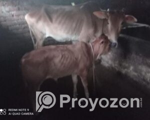 fitted-49_2025-10-29_10-39-26