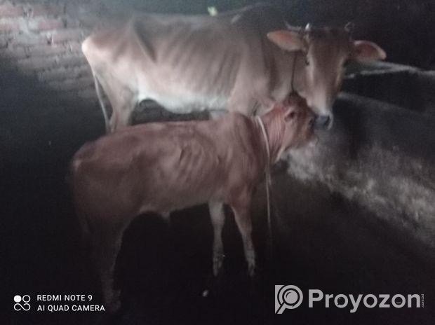 গাভী ও বাছুর