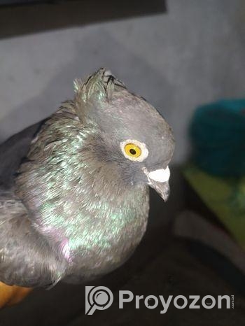 বাংলা কবুতর