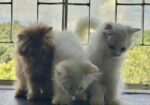 Pure Persian Kitten