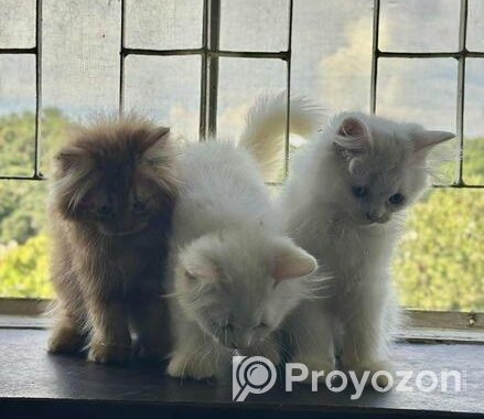 Pure Persian Kitten