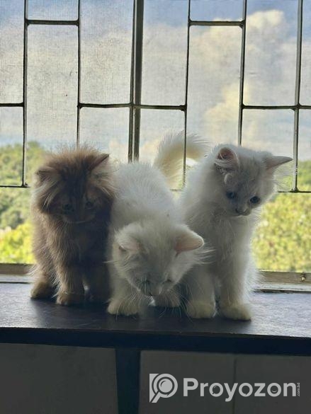 Pure Persian Kitten