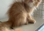 Traditional Persian Kitten