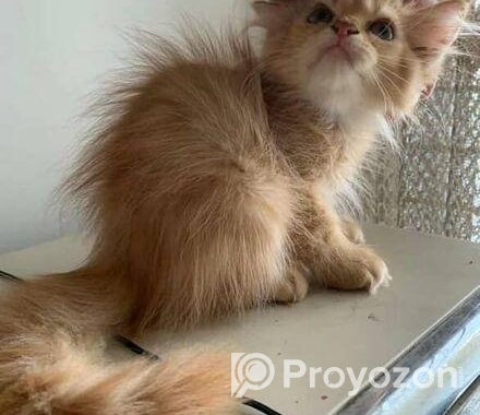 Traditional Persian Kitten