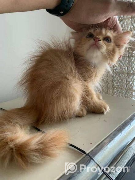 Traditional Persian Kitten