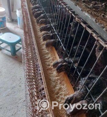 ৭০ দিন বয়সী জাপানি কোয়েল