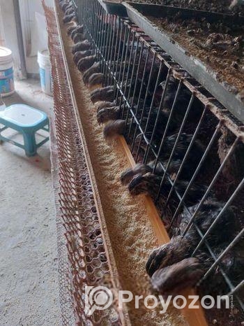 ৭০ দিন বয়সী জাপানি কোয়েল