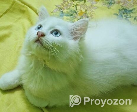 bule eyes male