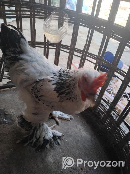 অরজিনাল কলম্বিয়ান লাইট ব্রাহমা