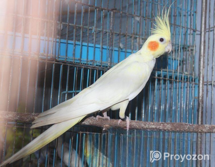 লোটিনো ককাটেইল ফিমেইল (রেড আই)