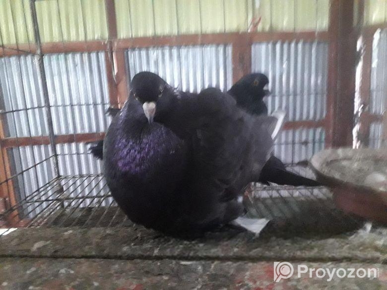 রোমাগনল কবুতর বিক্রি