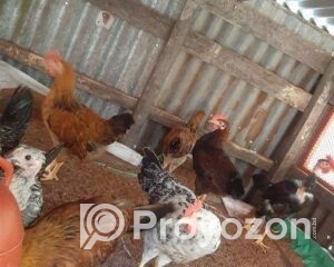 fitted-4_2025-10-28_09-41-25