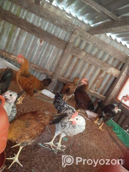 দেশি মুরগি