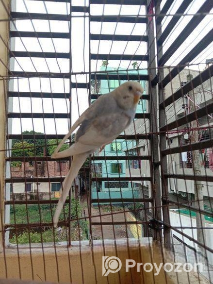 বাজরিগা পাখি……..