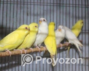 fitted-4_2025-10-28_21-46-49