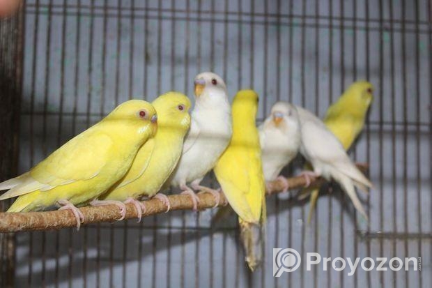 লোটিনো/এলভিনো বাজরিগার (লাল চোখ)