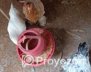 fitted-4_2025-10-29_09-43-02