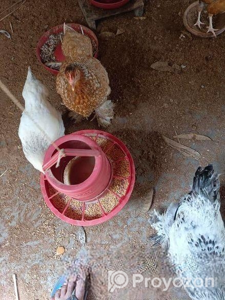 আমেরিকান বাফ ব্রাহামা মুরগি।