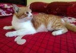 parsian cat