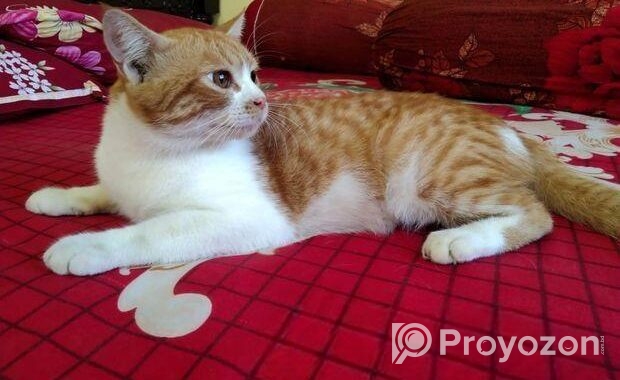parsian cat