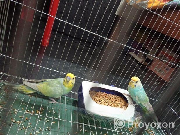 Raining Rainbow Bajrika