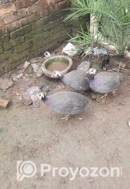 তিতির মুরগি বিক্রয় করা হইবে।