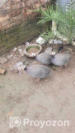 তিতির মুরগি বিক্রয় করা হইবে।