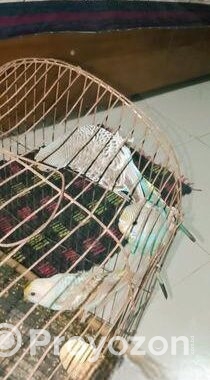 বাজরিগার পাখি
