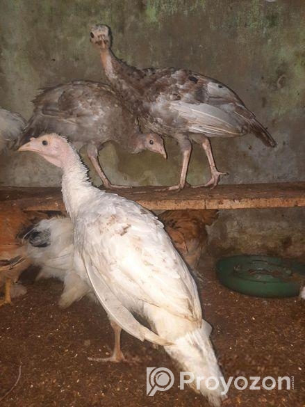 ৩ মাস বয়সের টার্কি আছে ৭ পিস সব High Quality লোকেশ