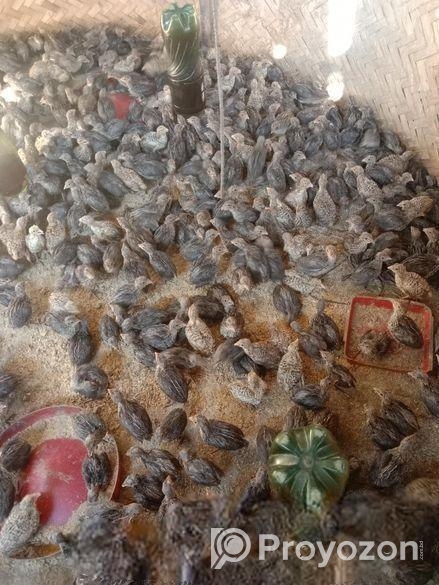 অরজিনাল জাপানি জাতের কোয়েল পাখি বিক্রি করা হবে