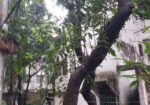 মানিকগঞ্জে বন্ধ জুতা কারখানা বিক্রি