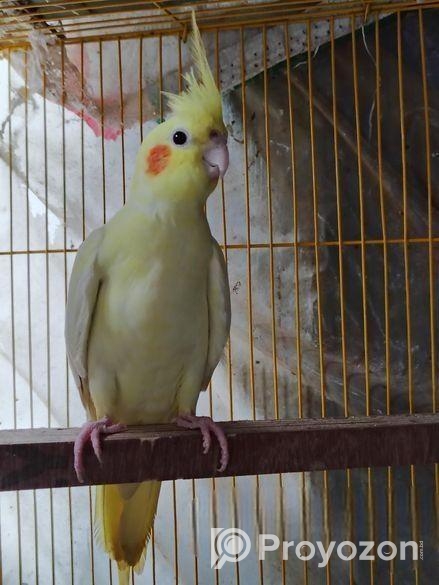 Cockatiel breeding female