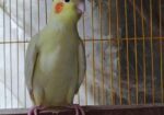 Cockatiel breeding female