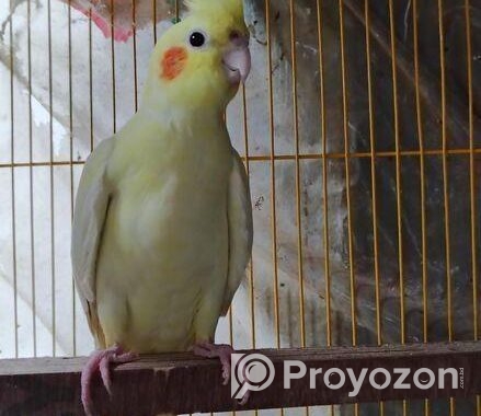Cockatiel breeding female