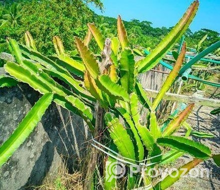 ভালো ড্রাগন গাছ