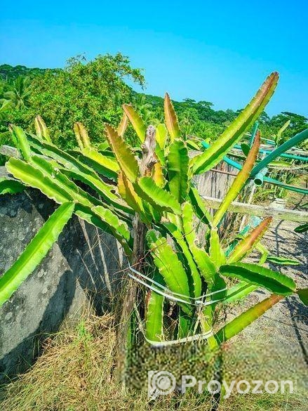 ভালো ড্রাগন গাছ